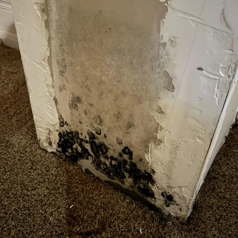 Professional Mold Removal in Edisto, SC